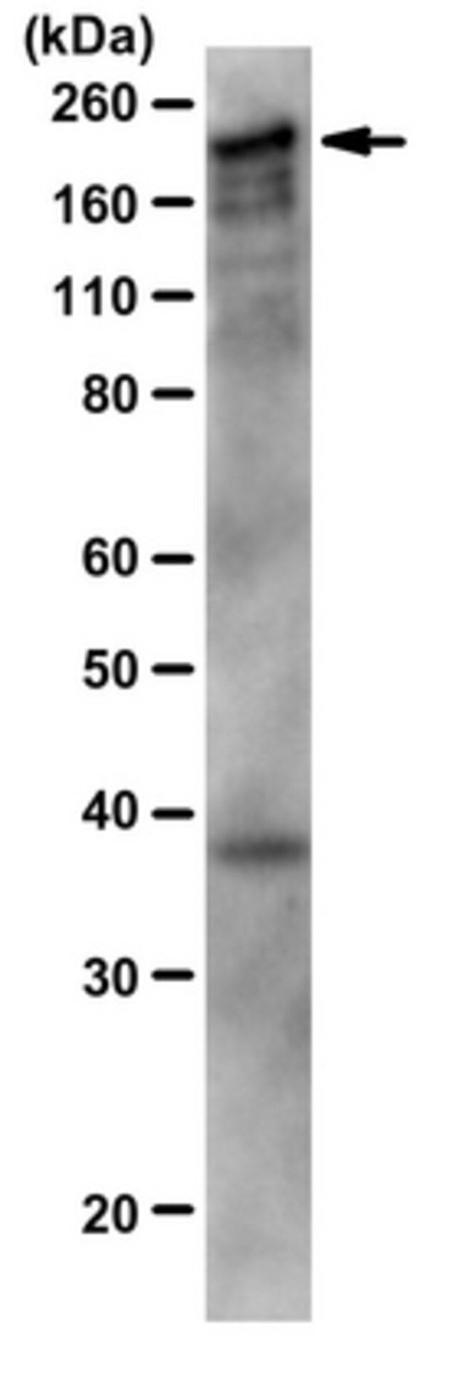 Anti-CUX1 Antibody, a.a. 861