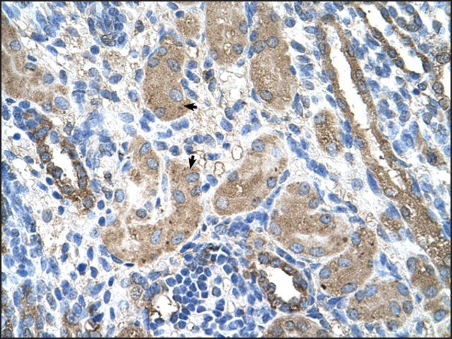 Anti-CYP2D6 antibody produced in rabbit