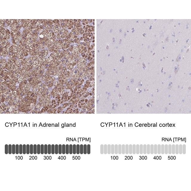 Anti-CYP11A1 antibody produced in rabbit