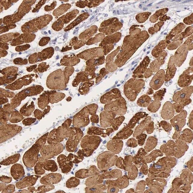 Anti-MYH7 antibody produced in rabbit