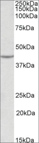 Anti-VEGFA antibody produced in goat