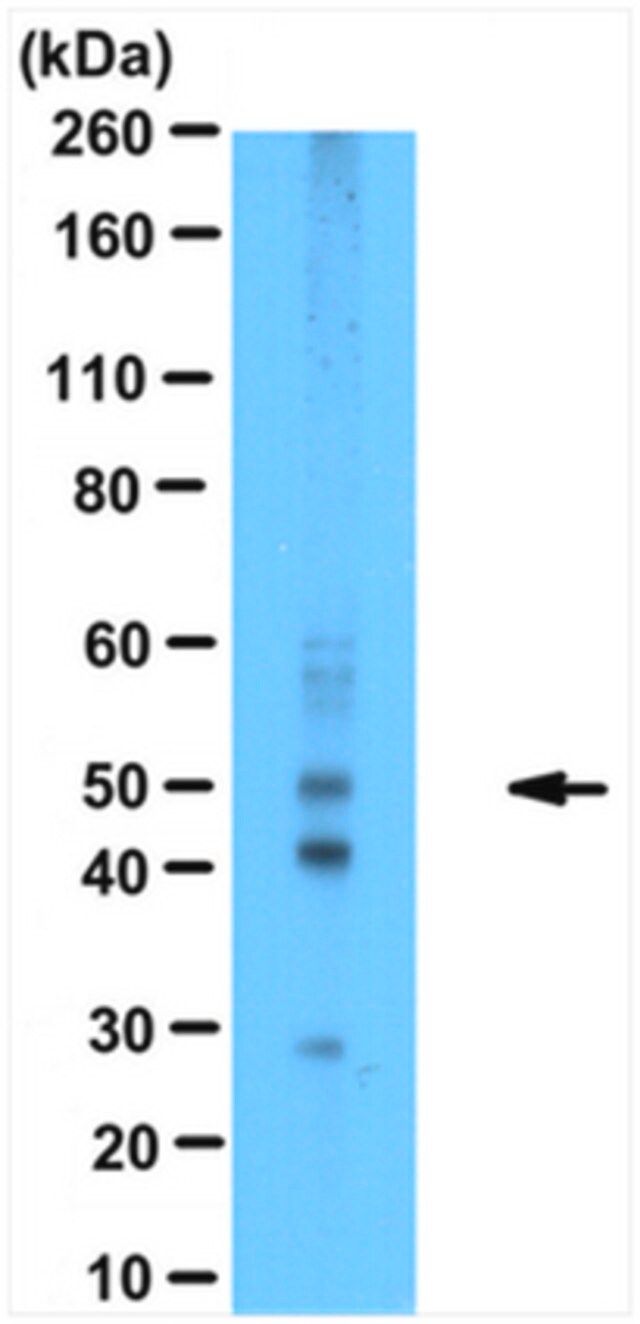 Anti-MEIOB Antibody