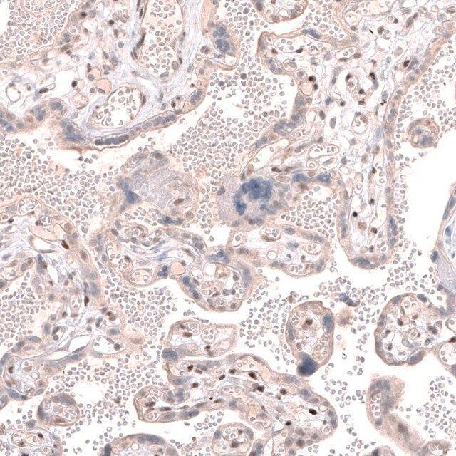 Anti-TET3 antibody produced in rabbit