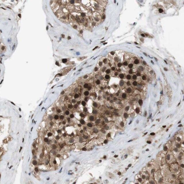 Anti-ORAI3 antibody produced in rabbit