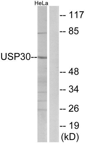 Anti-USP30 antibody produced in rabbit