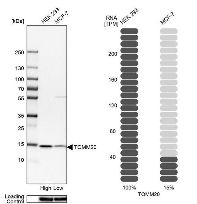 Anti-TOMM20 antibody produced in rabbit