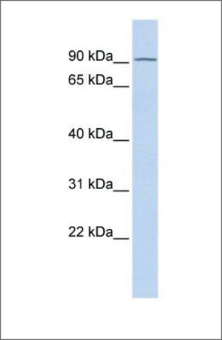 Anti-TIPARP antibody produced in rabbit