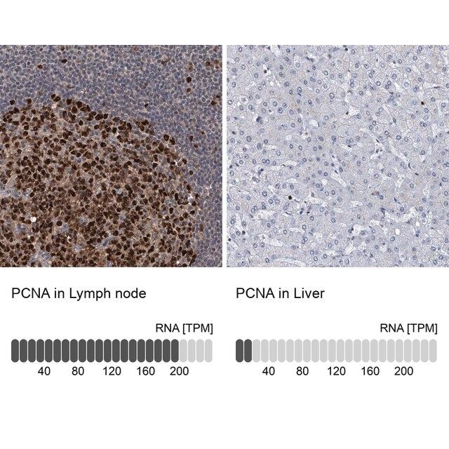Anti-PCNA antibody produced in rabbit