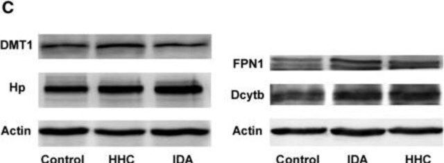 Anti-Actin antibody, Mouse monoclonal