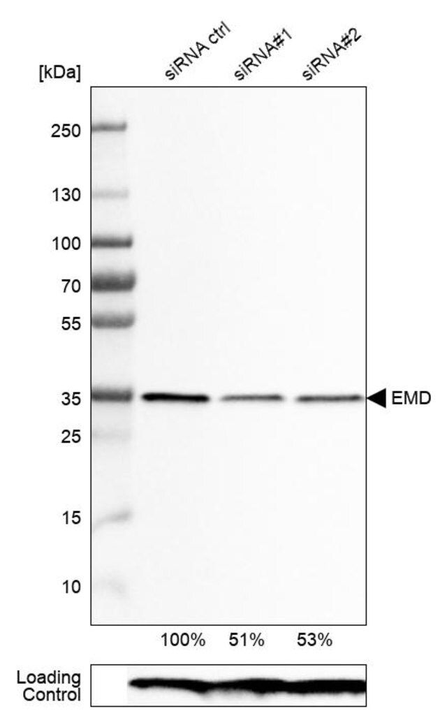 Monoclonal Anti-EMD antibody produced in mouse