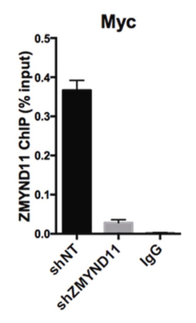 Anti-ZMYND11 Antibody