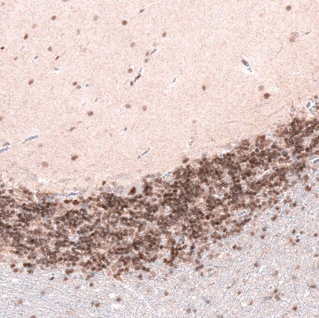 Monoclonal Anti-CUX1 antibody produced in mouse