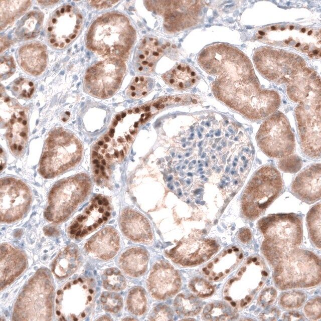 Anti-EMX1 antibody produced in rabbit