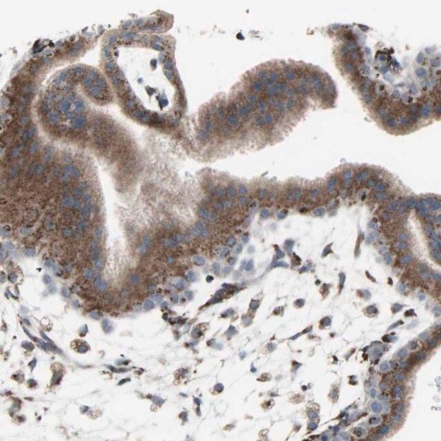 Anti-GLG1 antibody produced in rabbit