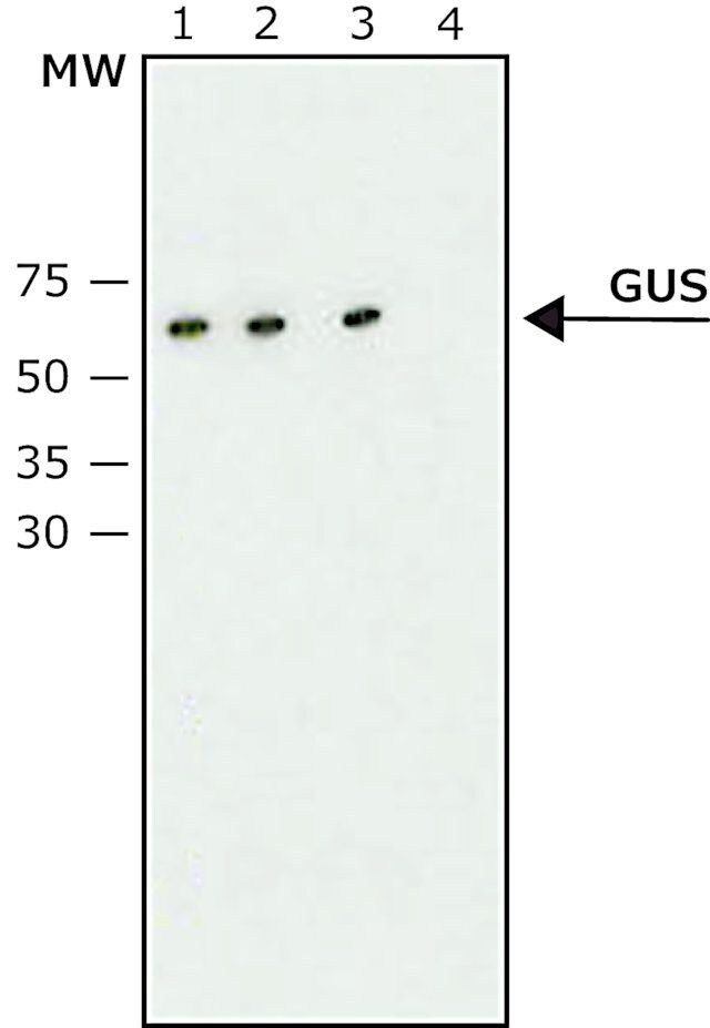 Anti-β-Glucuronidase (C-Terminal) antibody produced in rabbit