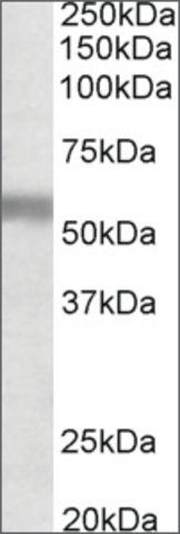Anti-NPR3 (C-terminal) antibody produced in goat