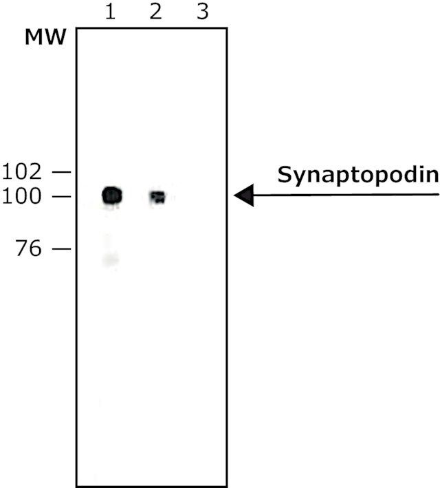 Anti-Synaptopodin (SE-19) antibody produced in rabbit
