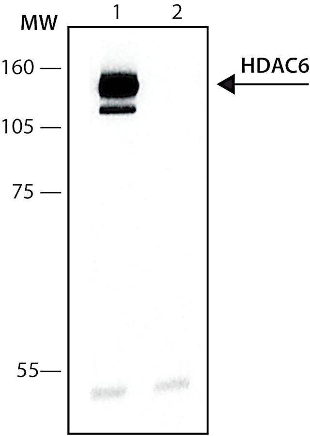 Anti-Histone Deacetylase 6 (HDAC6) antibody produced in rabbit
