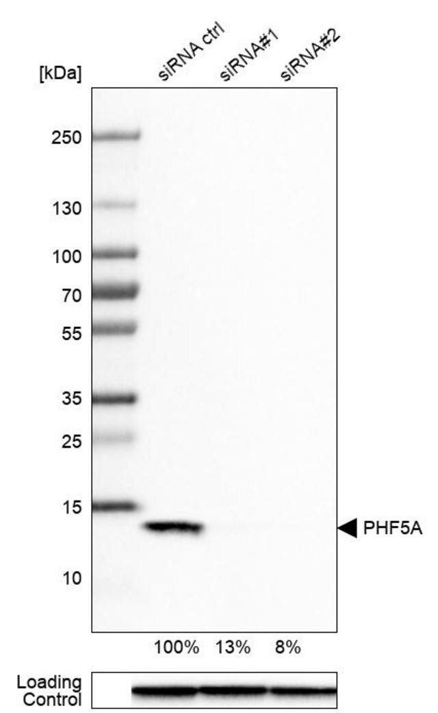 Anti-PHF5A antibody produced in rabbit