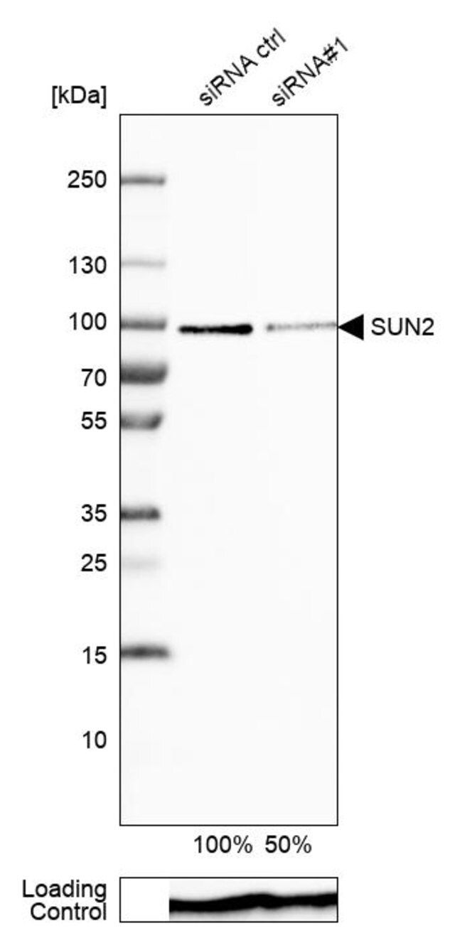 ANTI-SUN2 antibody produced in rabbit