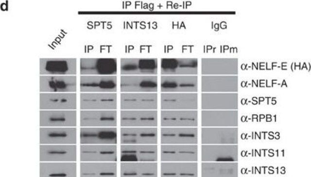 Anti-NELF-E Antibody