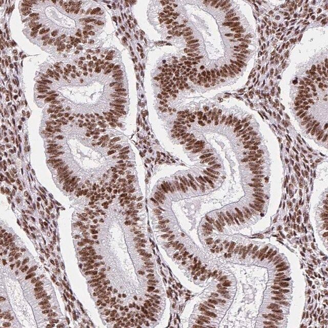 Anti-SRSF10 antibody produced in rabbit