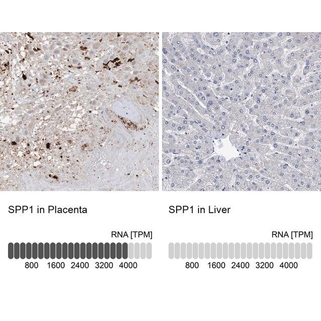Anti-SPP1 antibody produced in rabbit