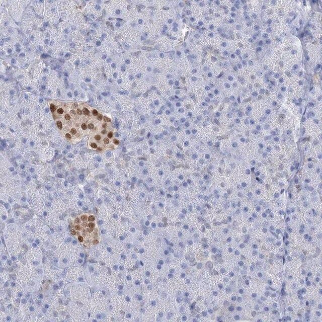 Anti-NKX6-1 antibody produced in rabbit