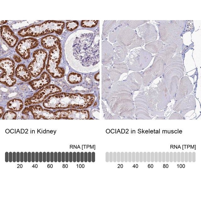 Anti-OCIAD2 antibody produced in rabbit