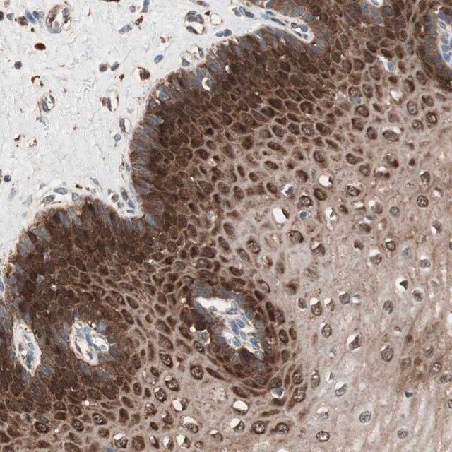 Anti-STAB1 antibody produced in rabbit