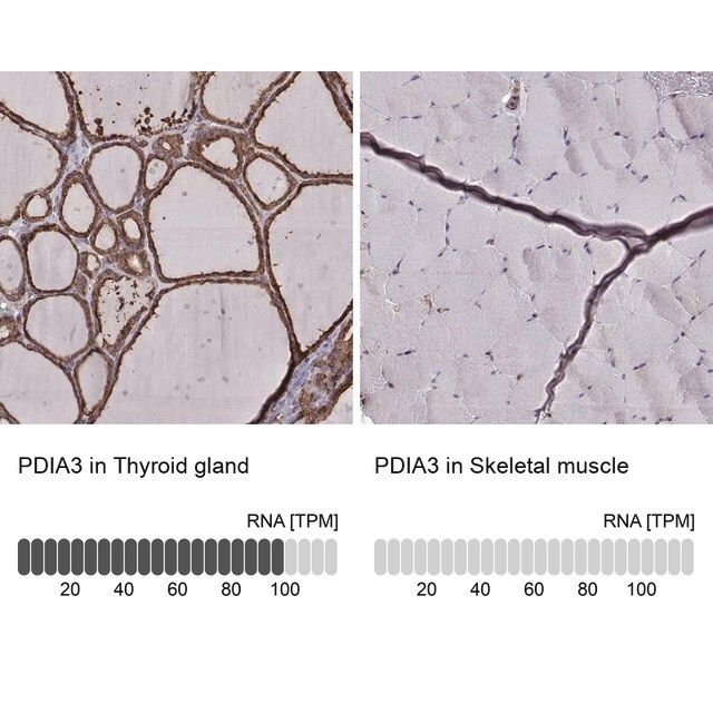 Monoclonal Anti-PDIA3 antibody produced in mouse