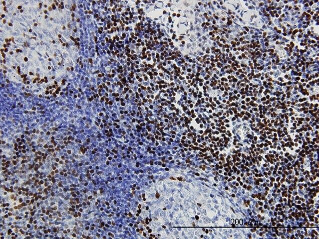 Monoclonal Anti-TCF7 antibody produced in mouse