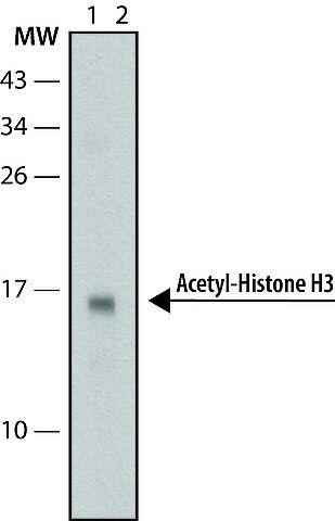 Anti-acetyl-Histone H3 (Ac-Lys<sup>9</sup>) antibody, Mouse monoclonal