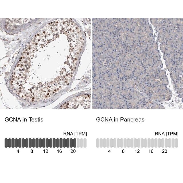 Anti-GCNA antibody produced in rabbit