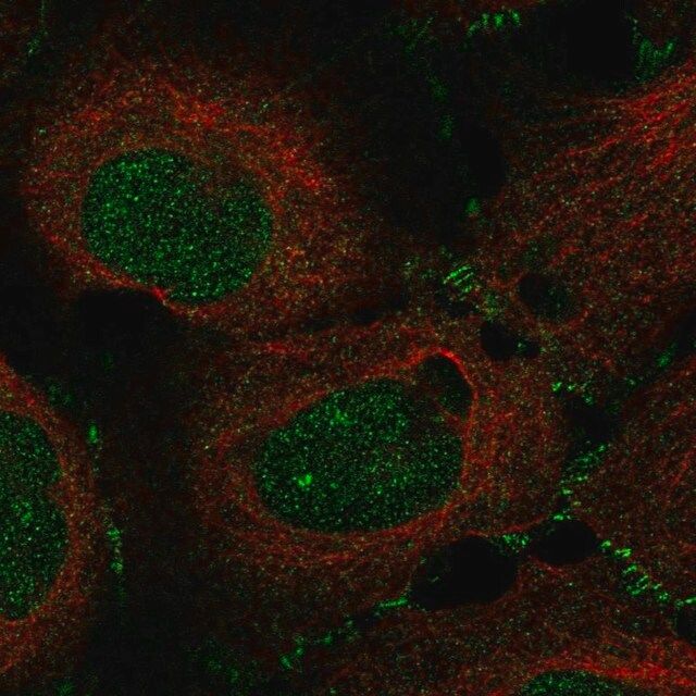 Anti-MAP3K12 antibody produced in rabbit
