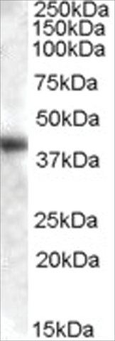 Anti-GOT1 (AA 157-167) antibody produced in goat