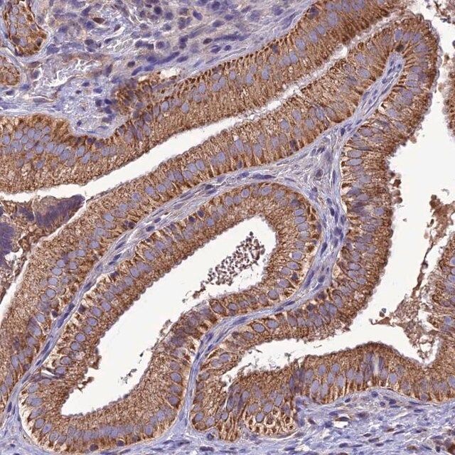 Anti-MAP3K12 antibody produced in rabbit