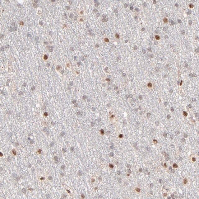 Anti-NFIB antibody produced in rabbit