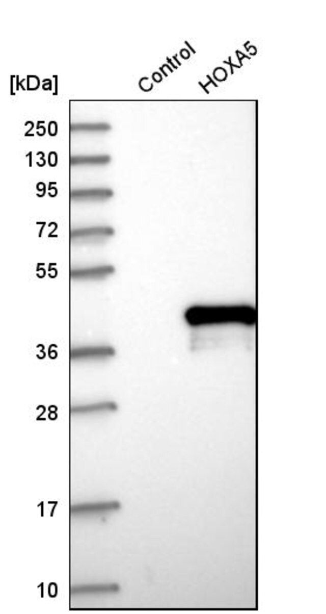 Anti-HOXA5 antibody produced in rabbit