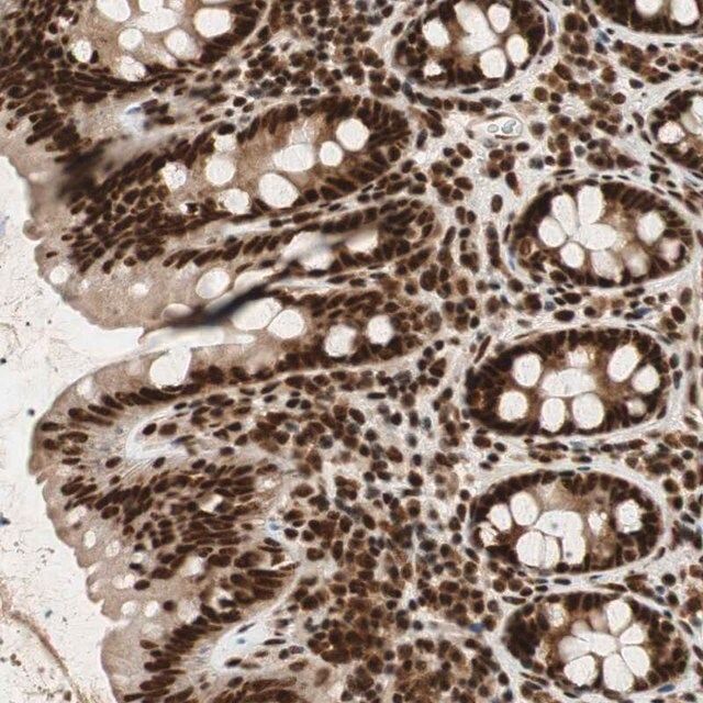 Anti-NCBP3 antibody produced in rabbit