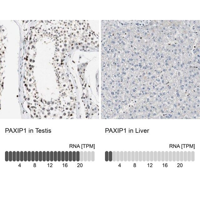 Anti-PAXIP1 antibody produced in rabbit