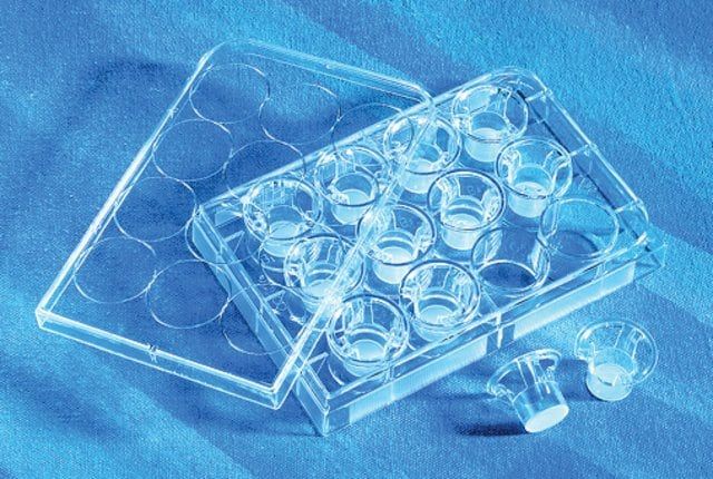 Corning<sup>®</sup> Transwell<sup>®</sup> polycarbonate membrane cell culture inserts