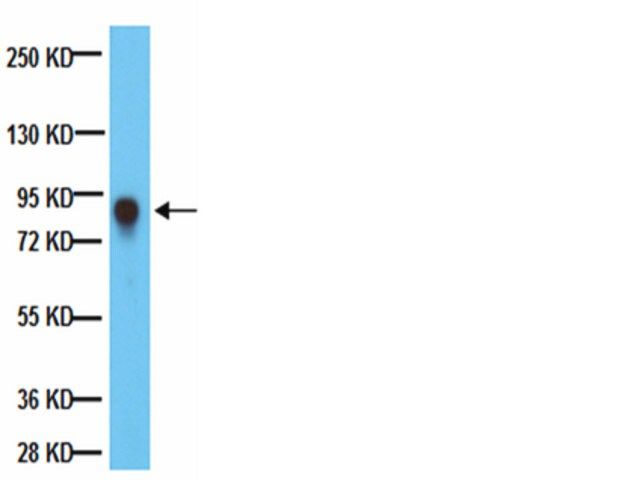 Anti-PTP-PEST Antibody, clone AG25