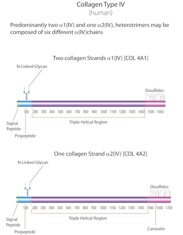 Collagen from human placenta
