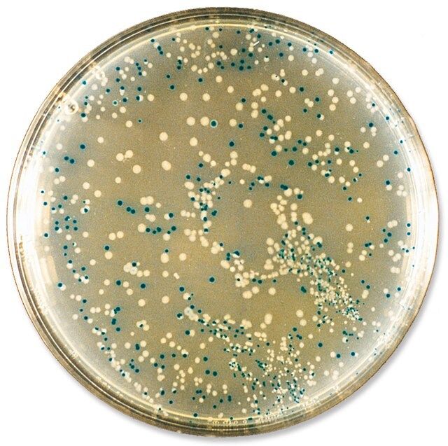 Blue-White Select<sup>TM</sup> Screening Reagent