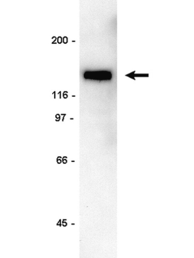 Anti-PLCγ-1 Antibody, clone B-6-4