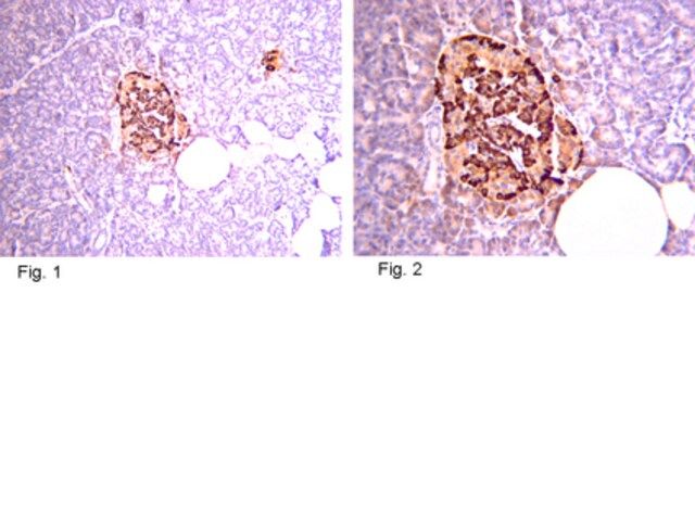 Anti-Pro-Insulin C-Peptide Antibody, clone C-PEP-01