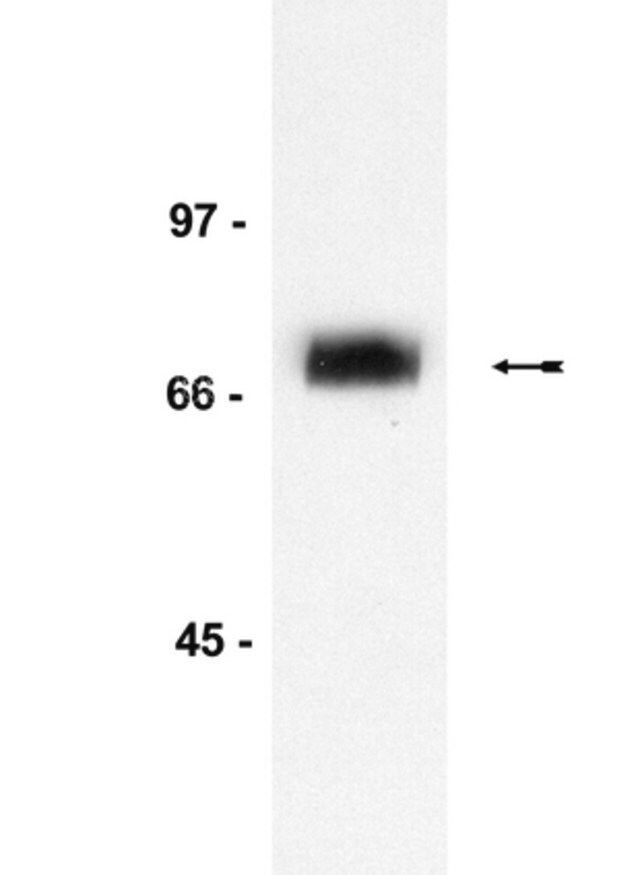 Anti-p75NTR (Neurotrophin Receptor) Antibody, clone ME20.4