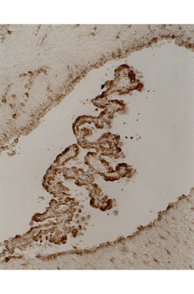 Anti-Tau Antibody, clone 5E2