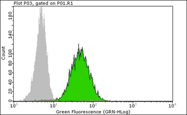 Anti-trimethyl (Lys9)-phospho (Ser10)-Histone H3 Antibody, rabbit monoclonal